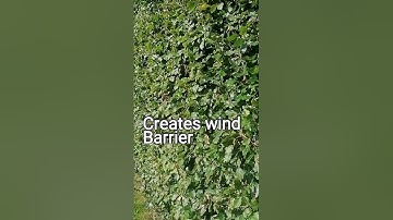 How to grow a Green Beech (Fagus sylvatica) Hedge.