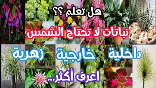 هل تعلم؟؟ نباتات لا تحتاج الشمس (داخلية/خارجية/زهرية) تابع للنهاية.