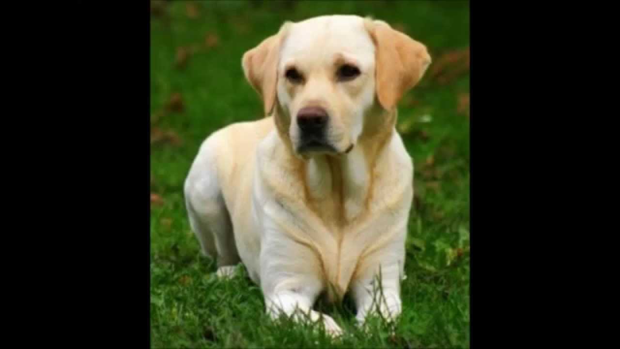 Top 10 chiens de race les plus intelligents (Liste Top 10 chiens de race les plus intelligents (Liste