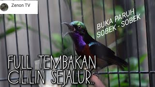 KONIN ISIAN CILILIN FULL NEMBAK SEJALUR| MASTERAN KONIN FULL CILILIN