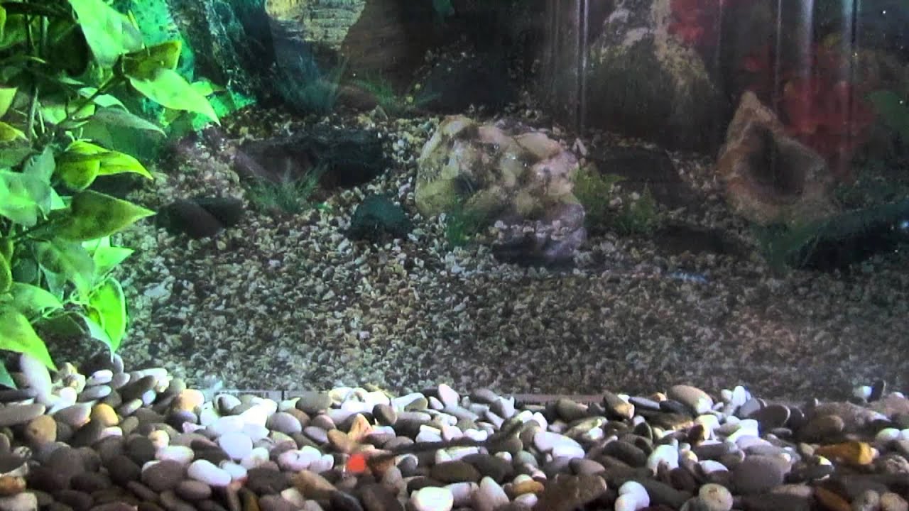 Microfishing Egg Worm