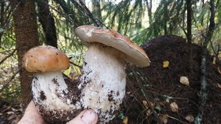 Дождь распугал грибников а лес ломится от грибов