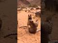 Guard Dog Protects Injured Sheep from Leopard Heroic Desert Wadi Moment