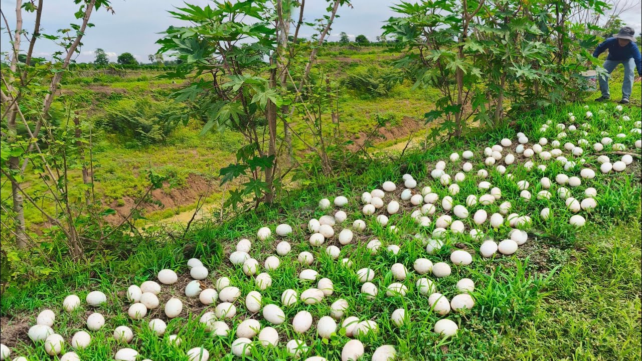OMG unique- An old farmer went down to the vegetable garden and saw a lot of duck eggs in the grass.