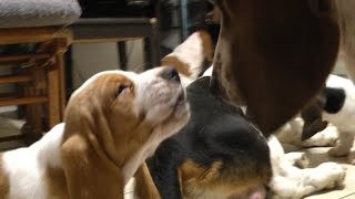 Basset Hound Puppies Meet Family For First Time Cute