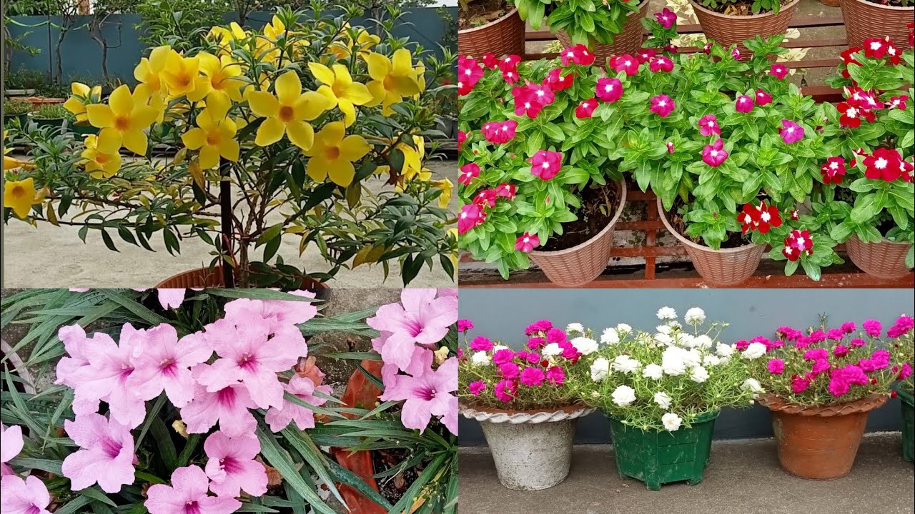 Summer Flower plants|| मोननैसो गरम बोथोरनि बिबार बारग्रा