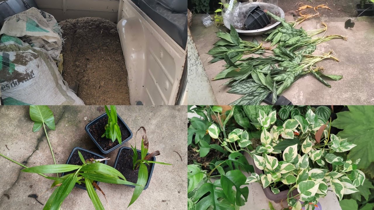 Fomos buscar esterco de gado REPLANTEI as aglaonemas que estavam na água 