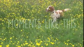 Dog Mep - Moments Like (This Maya & Clara)
