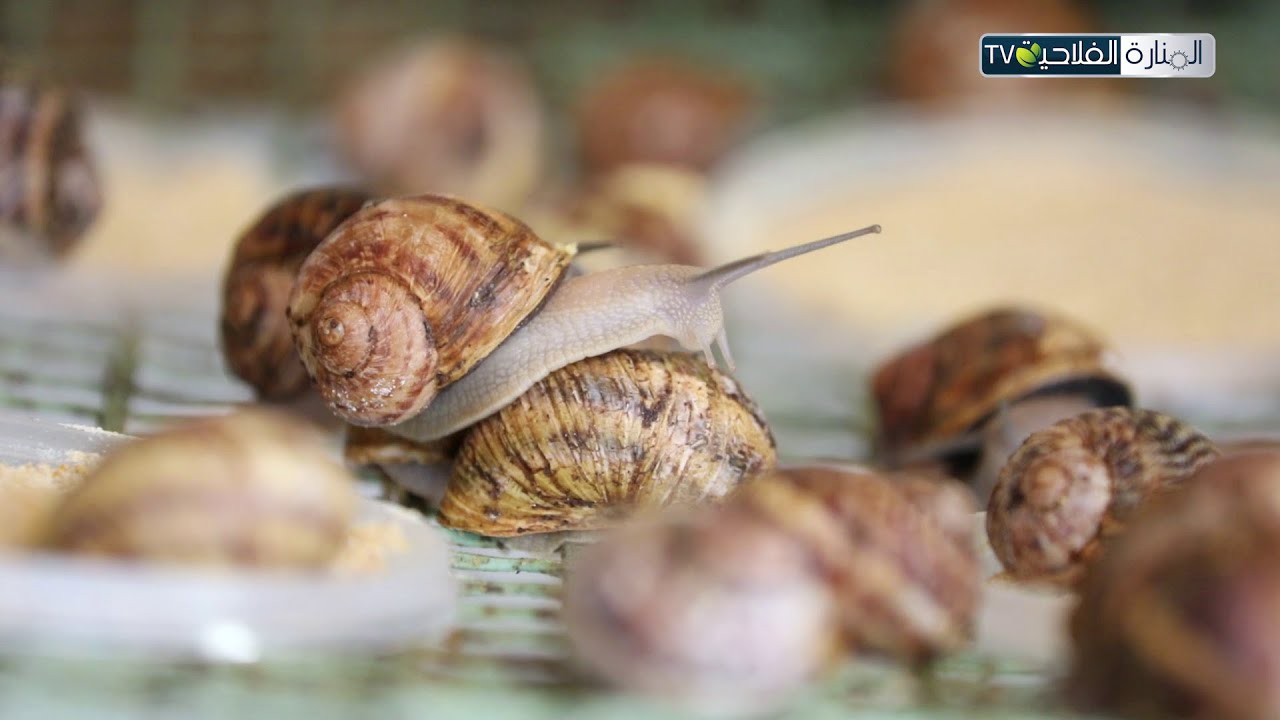تربية الحلزون : مجال فلاحي جديد وسيكون سبب في إنتعاش الإقتصاد التونسي