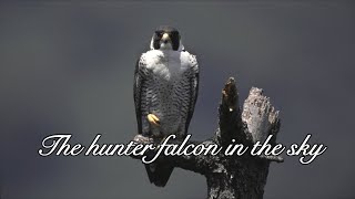 The hunter falcon in the sky