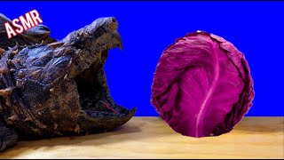 ASMR Turtle Tortoise Eating Crunchy Cabbage Mukbang 🐢2 ASMR Animal