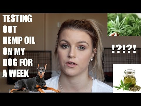 TESTING OUT HEMP OIL ON MY DOG FOR A WEEK thumbnail