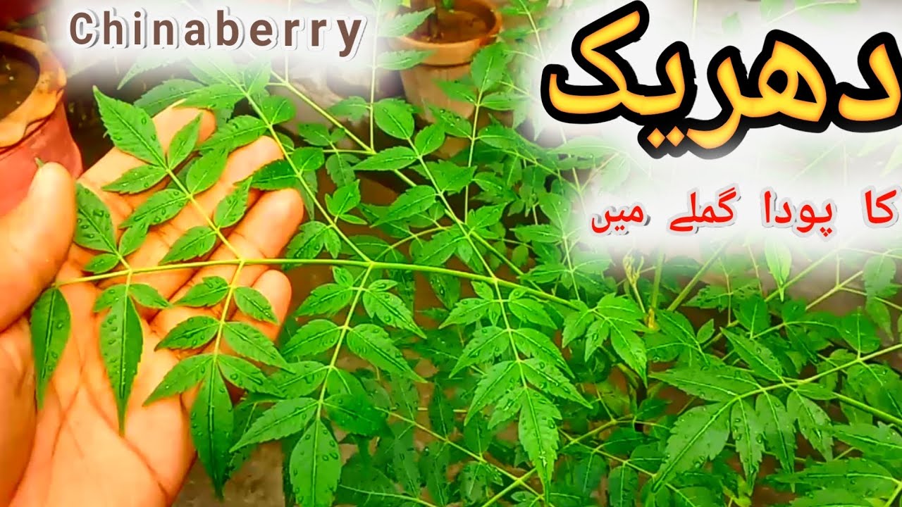 Chinaberry Plant Care Tips for Success | Potting a Pride of India Plant
