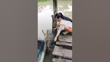 Đặt lợp cá lóc đồng mùa nước nổi #xuhuong2024#xuhuongyoutube #321shorts #shrots
