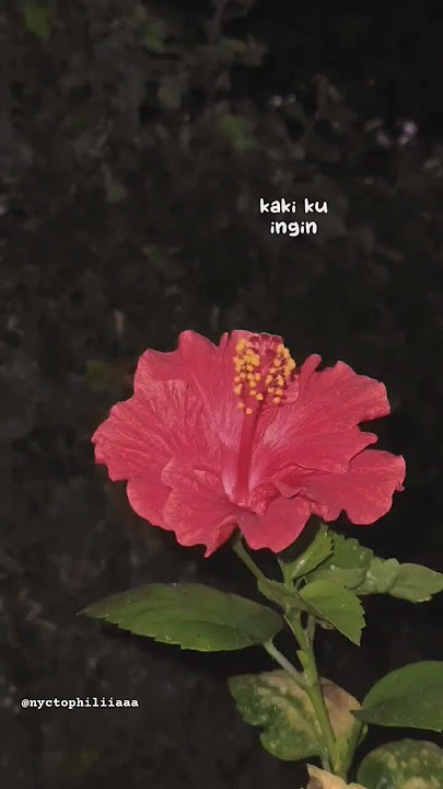 Nada untuk Dikta - Jenifer Wirawan (lyrics video) #nada #untuk #dikta #jenifer #wirawan