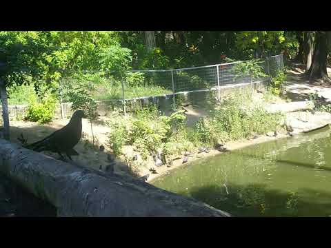 Peixes e gar&ccedil;a no parque de S&atilde;o Bento, Niter&oacute;i.