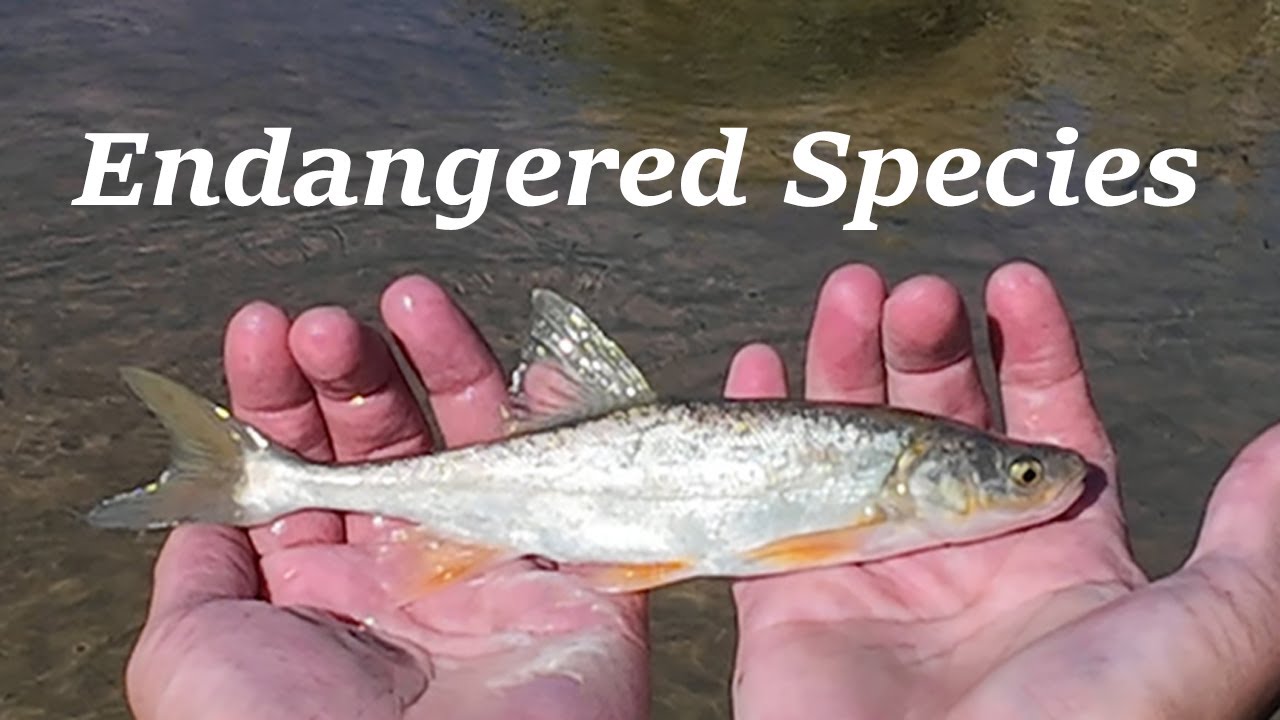 Endangered Virgin River Chub Caught in St George