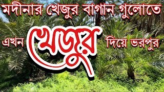 মদিনার খেজুর বাগানে যেভাবে খেজুর ধরে আছে ||