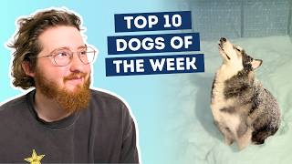 Daschund Left Stranded