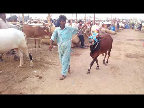 70k-demand-ker-raha-tha-biopari-iska-😍-karachi-cow-mandi-bakra-eid-in-pakistan-2017-😍-hd