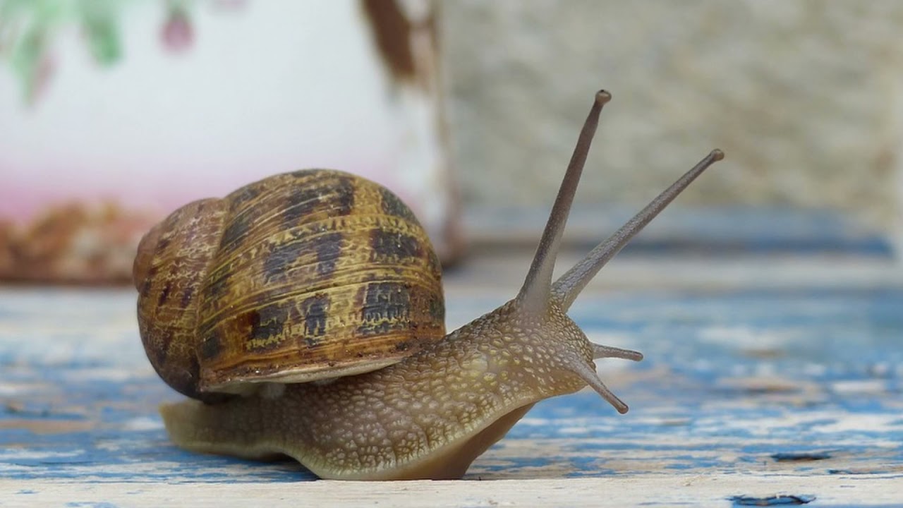 top 10 snails