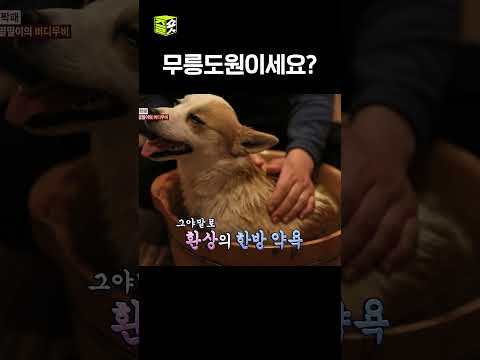 밥 먹고 마사지 받는 최고의 루틴.. #TV동물농장 #우와한비디오 #우와비 #shorts
