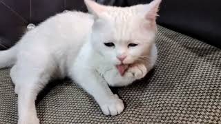 White Cat Clean Face