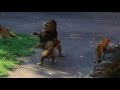 Lion takedown lion 雄ライオンを叩きつける
