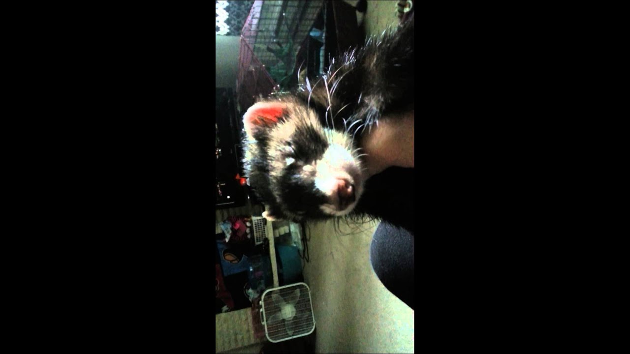 Ferret playing dead just wants to sleep YouTube