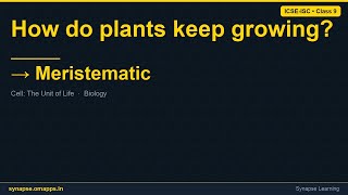 Meristematic | ICSE-ISC Class 9 Biology | Synapse