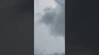 Called In Bird Fx hades aries eagle shorts