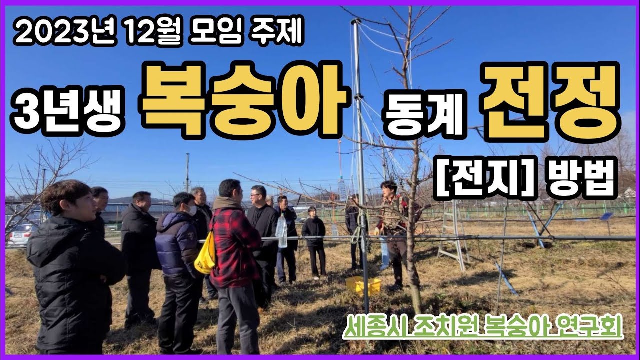3년생 복숭아 동계전정 전지 방법_복숭아 전지_복숭아 전정_ Peach tree pruning