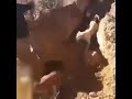 احمد البدي معركة مع الكلاب
