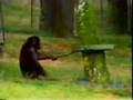 Inteligencia y aprendizaje en simios - 1 de 2