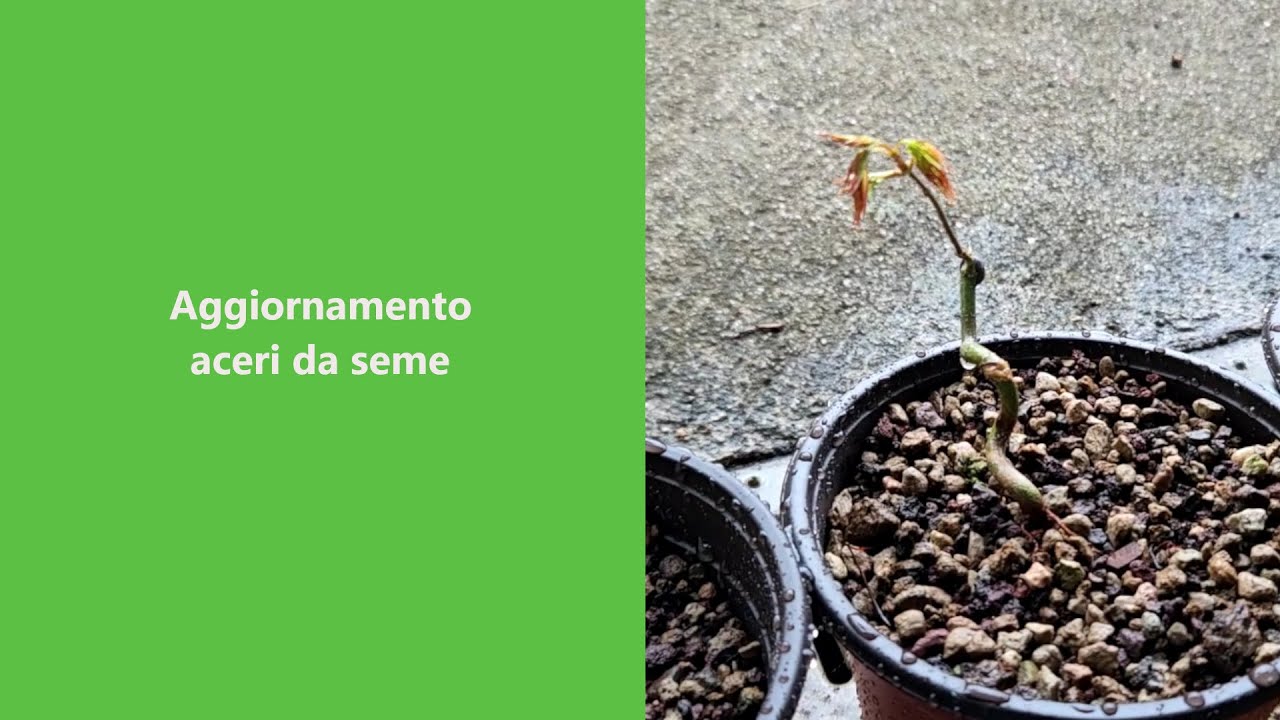 Meritano un vaso più grande!!  Aggiornamento aceri da seme.