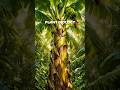 Mind-Blowing Banana 🍌 Plant Truth 😲