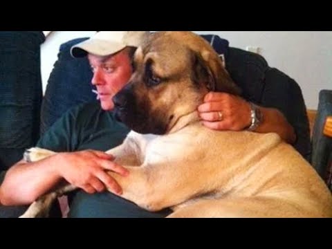 Video: Viens šausminošs jautājums Lielākā daļa suņu īpašnieku nekad nav jautājuši sev