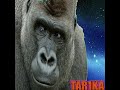 Tar1kasquelle ilscomprendront gorilla newsong2022