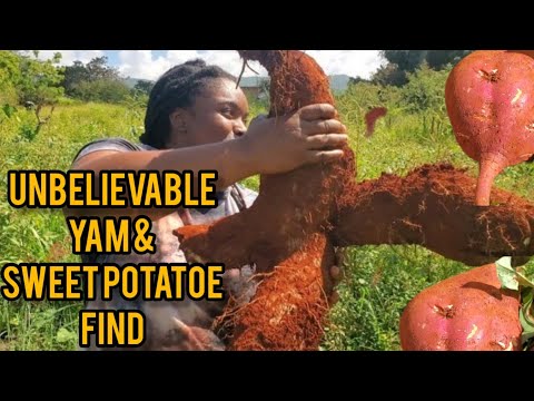 DIGGING YELLOW YAM IN THE COUNTRY// LOOK AT YELLOW YAM & SWEET POTATOE FIND ON MY FARM