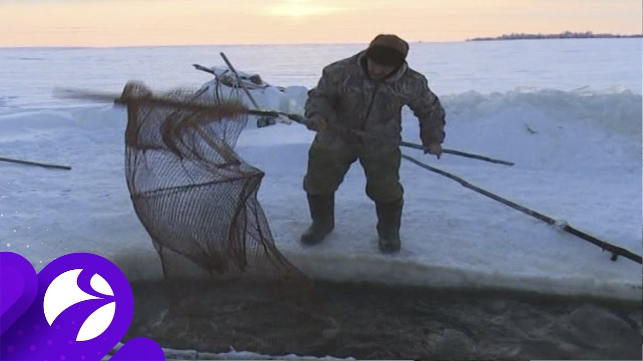 Помогите гоби и южную добыть рыбу. Рыболовство на Ямале. Добыча рыбы на Ямале. Традиционное рыболовство на Ямале. Норд регион Салехард рыба.