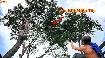 Vua Khỉ Miền Tây lo lắng ... về nhánh của cây Xà Cừ, đã bị cưa trước đó rồi (1/2).Cutting nacre tree