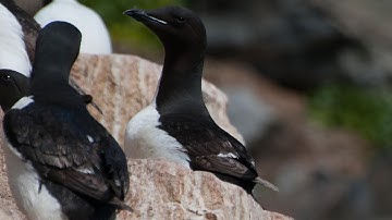 Arctic Marine Life Course (Seabirds)