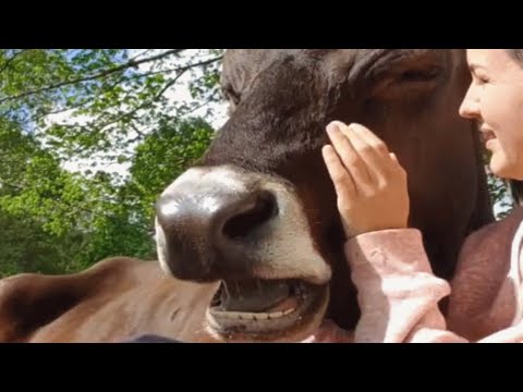 Video: „Pet Scoop“: našlaičių jūros botagai Gauti naują namą, karvės susmulkintos ant mažos salos Išsaugota