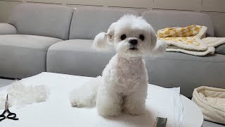 How to groom a 9 year old dog to look very young.