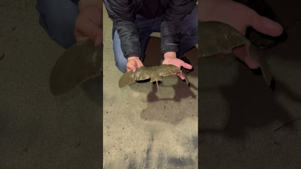 Caught a rare butterfly ray