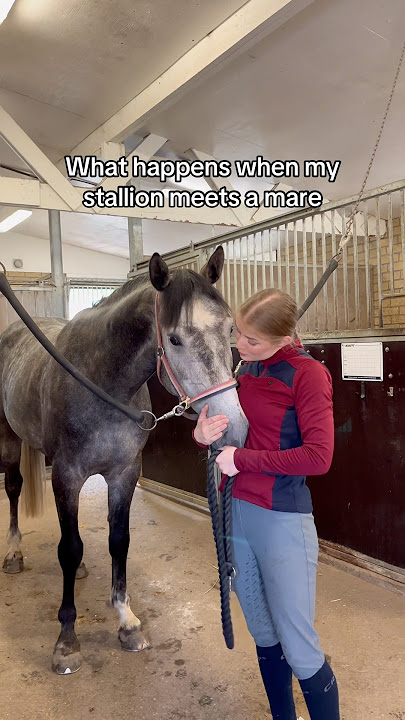 What happens when my stallion meets a mare - Not what you’d expect #stallion #horse #soxthestallion