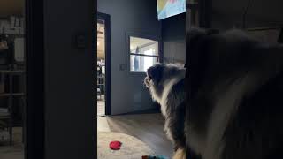 Dog Barks at Smiling Cereal Box