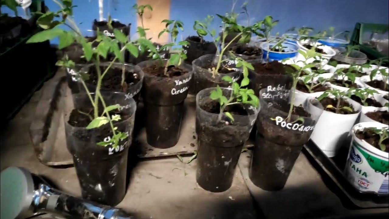 Пикирование рассады помидор. Петуния тонкая рассада. Рассада. Как спасти рассаду. Как спасти рассаду.