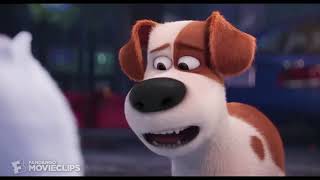 The Secret Life of Pets   You're In Love Scene    Movieclips