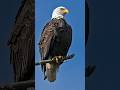 Why Eagle Is Called The King Of Birds 🦅👑